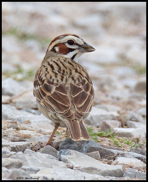 _5SB0694 lark sparrow.jpg